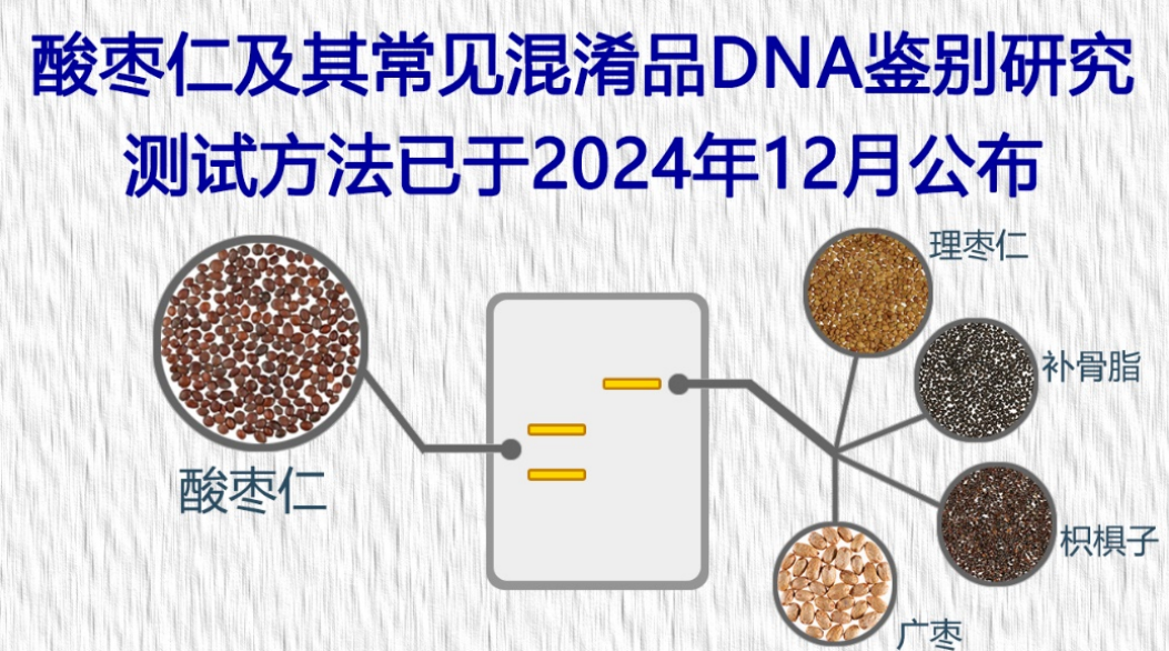 「酸枣仁及其常见混淆品DNA鉴别研究」新测试方法已于2024年12月公布